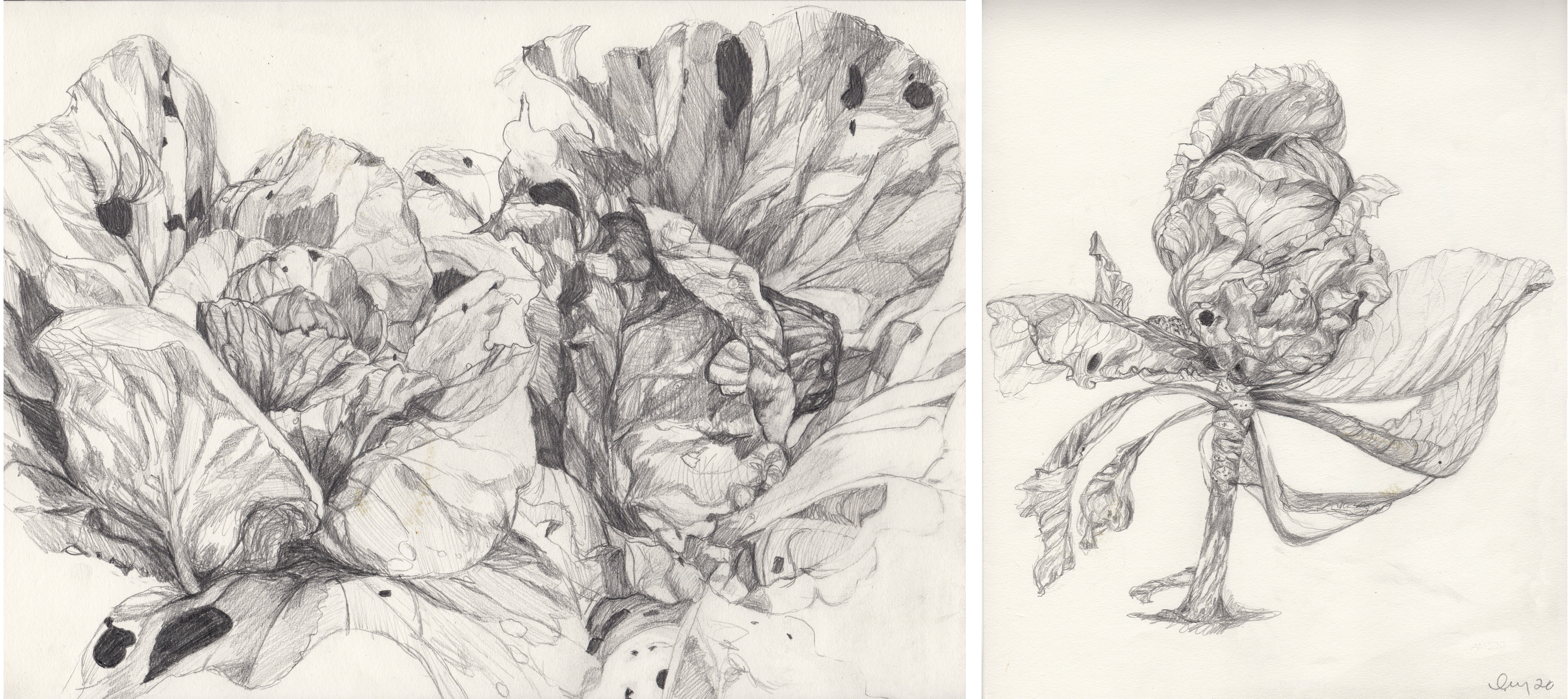 Exhibition header image featuring two paper drawings of botanical studies in graphite by Amy Sobin: "Two Cabbages with Holes", 2020; "Purple Cabbage", 2020.