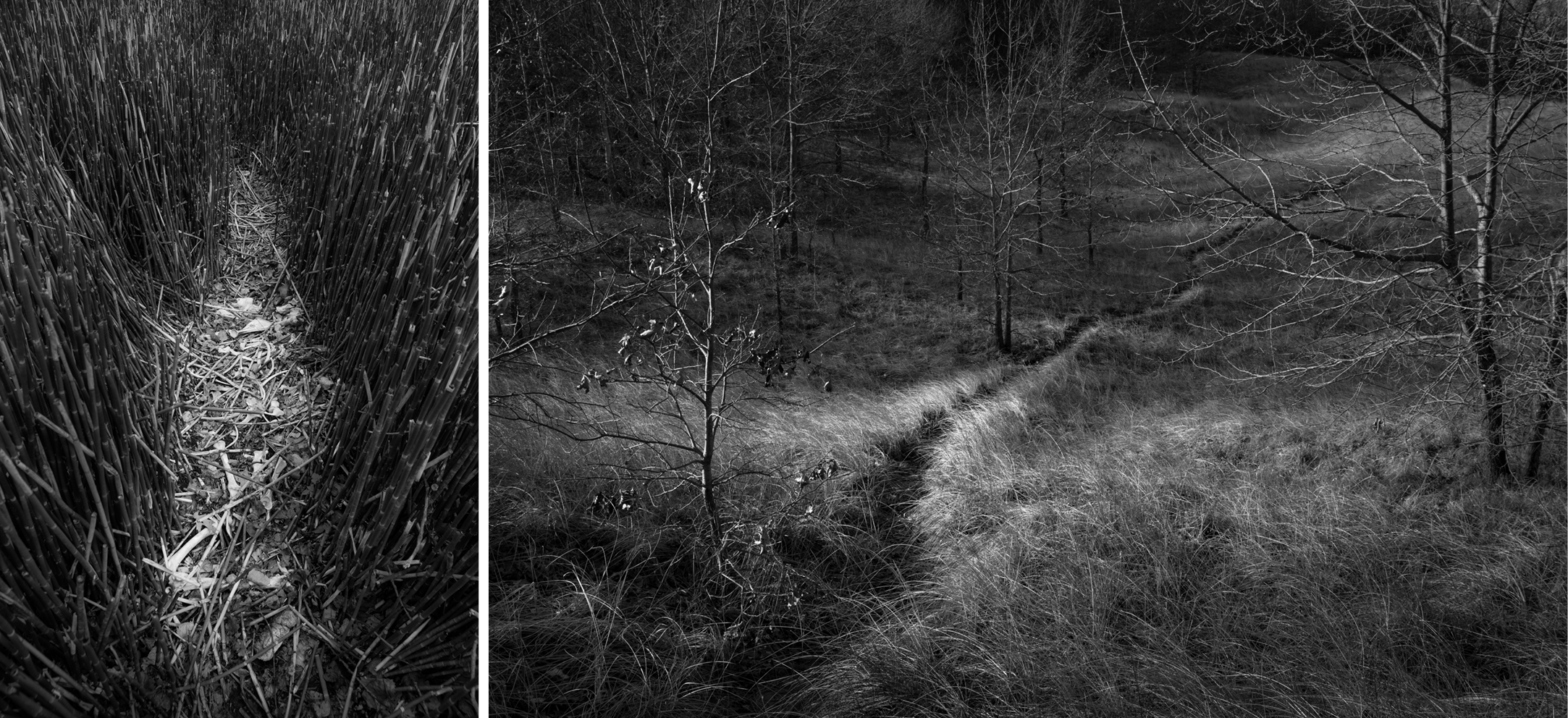 Exhibition Page header for "Misread affinity" featuring the works of Seung Jae Kim. The header features two of Kim's work: "an animal rest in peace", 2017; "slice of light on Indiana dune path", 2019.