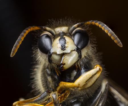 closeup of a bug